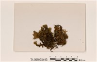 藏品(新喀里多尼亞牛皮葉衣)的圖片